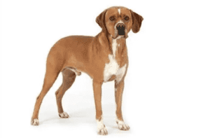 Perro perdiguero portugués