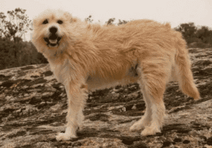 Perro ratonero holandés
