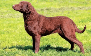 Perro retriever de chesapeake