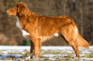 Perro retriever de nueva escocia