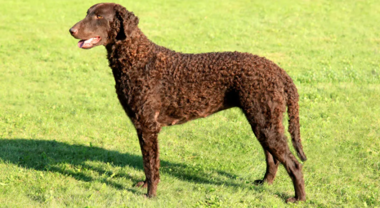 Perro retriever de pelo rizado