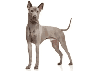 Perro ridgeback tailandés