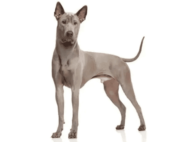Perro ridgeback tailandés