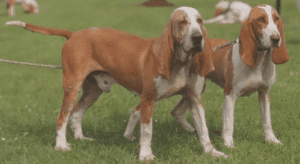 Perro sabueso español