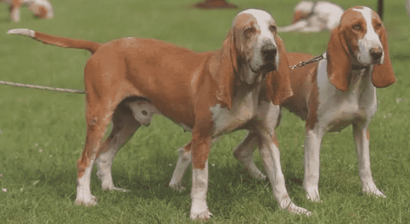 Perro sabueso español