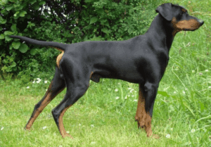 Perro sabueso helénico