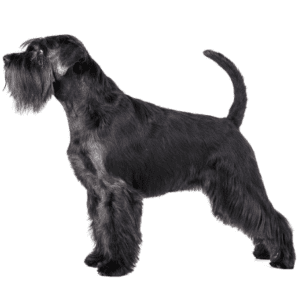 Perro schnauzer estándar