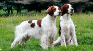 Perro setter irlandés rojo y blanco