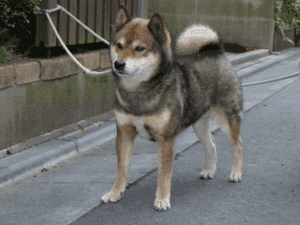 Perro shikoku inu