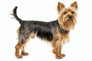 Perro silky terrier australiano