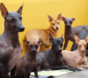 Perro sin pelo del perú