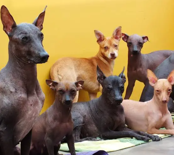 Perro sin pelo del perú
