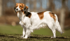 Perro spaniel holandés