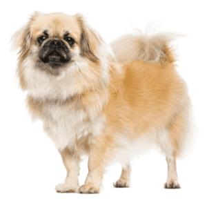 Perro spaniel tibetano