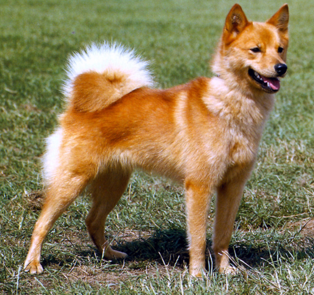 Perro spitz finlandés