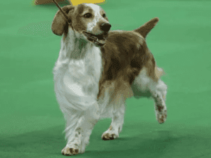 Perro springer spaniel galés