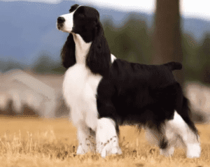 Perro springer spaniel inglés
