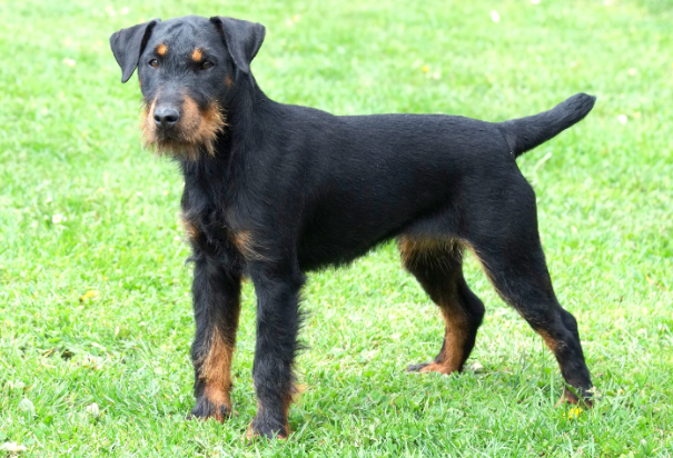 Perro terrier alemán