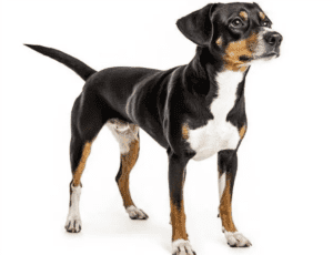 Perro terrier brasileño