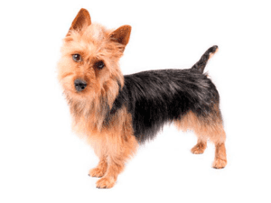 Perro terrier de australia