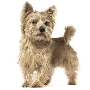 Perro terrier de norwich