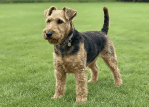 Perro terrier galés