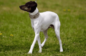 Perro terrier japones