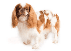 Perro toy spaniel inglés