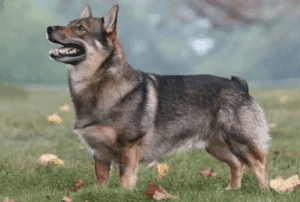 Perro vallhund sueco