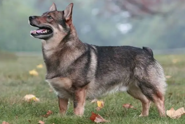Perro vallhund sueco