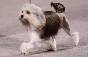 pequeño perro león