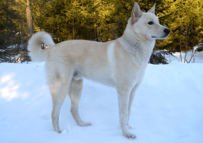 Perro de canaán