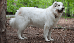 Perro gran pirineo