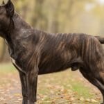 Perro cane corso