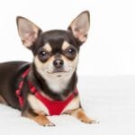 Perro chihuahua