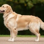 perro Golden Retriever
