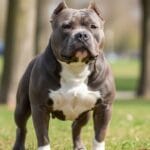 Perro american bully