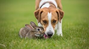 ¿Los perros pueden comer conejo?