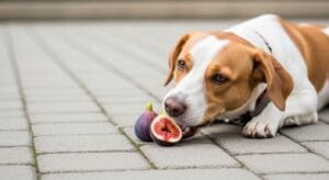 ¿Los perros pueden comer higos?