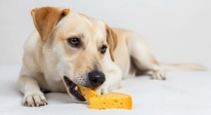 ¿Los perros pueden comer queso?