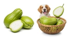 ¿Los perros pueden comer chayote?