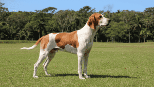 Perro Sabueso Fino Colombiano