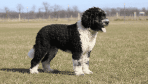 Perro de Agua Español