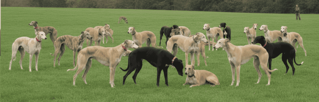 Perros lebreles