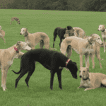 Perros lebreles