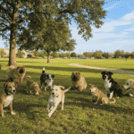 Perros medianos