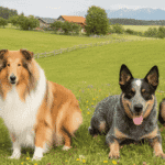 Perros pastor y boyeros