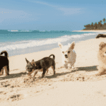 Perros pequeños