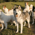 Perros spitz y tipos primitivos