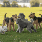 Perros terrier
